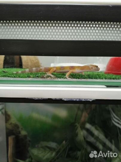 Геккон эублефар