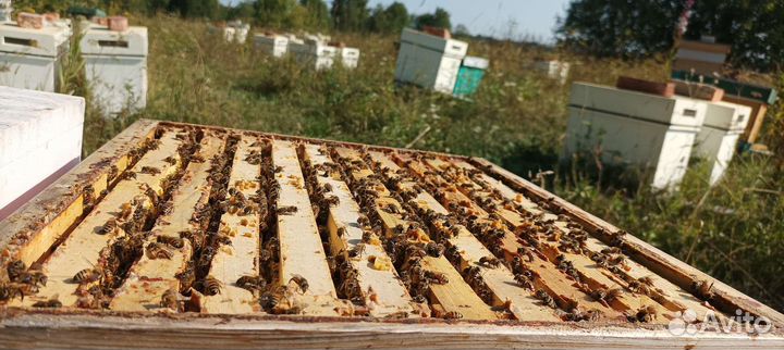 Пчелосемьи бакфаст