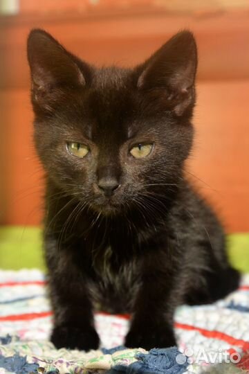 Ласковый игривый котенок девочка 2 месяца