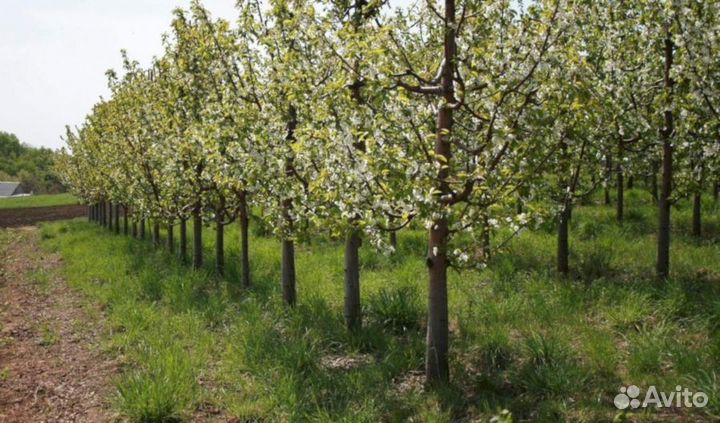 Саженцы черешни Оленька (логри)