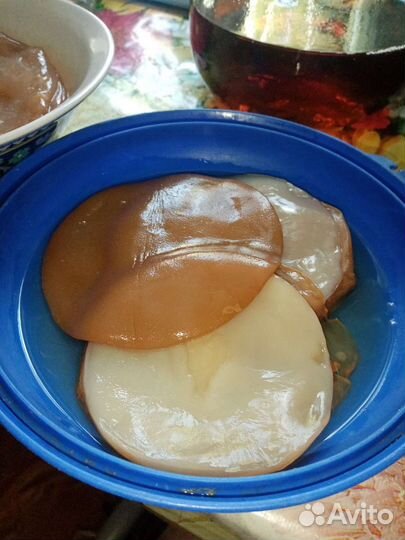 Медузомицет