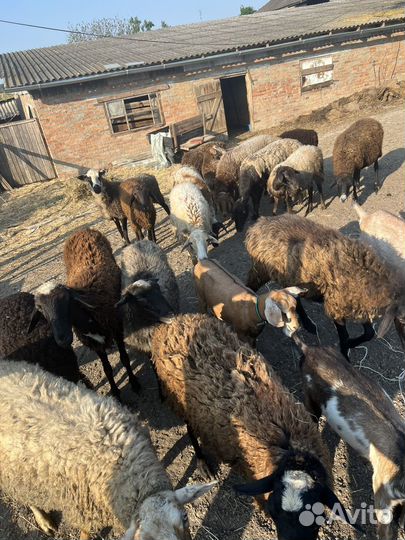 Бараны, бычек,свинья