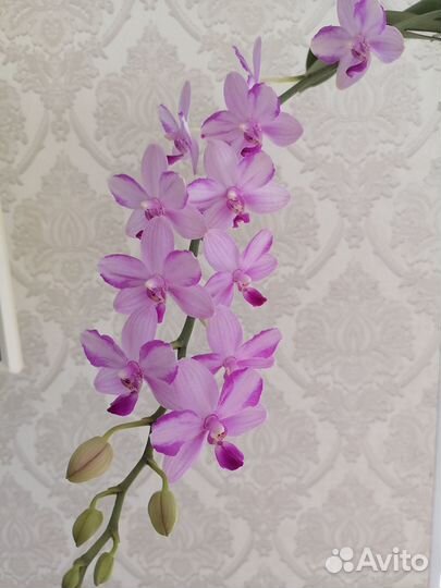 Орхидея