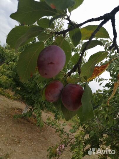 Слива крупная