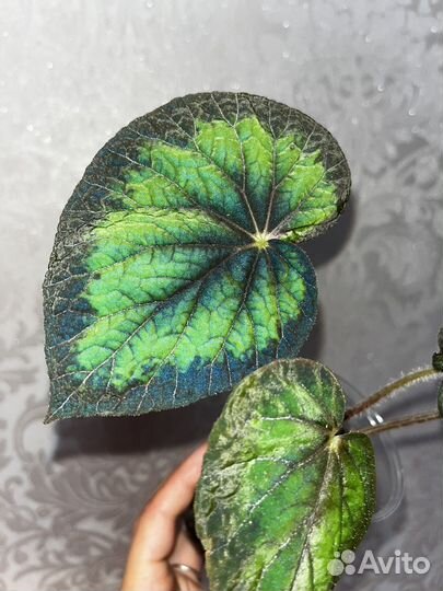 Комнатные растения цветы