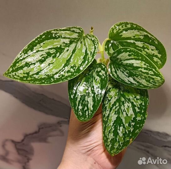 Сциндапсус триколор