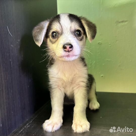 Щенок от маленькой собаки