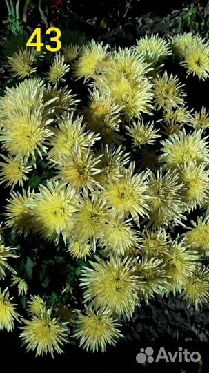 Хризантемы мультифлора в горшках