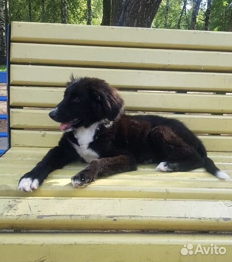 Щенок, 3 мес