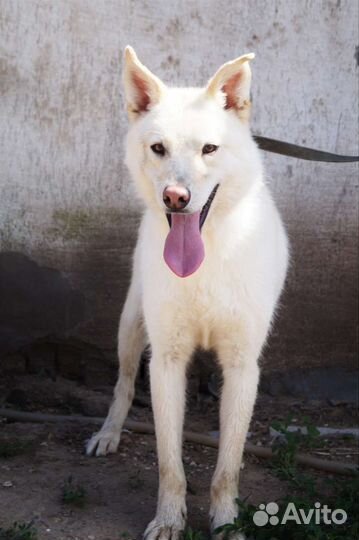 Метисы хаски ищут дом