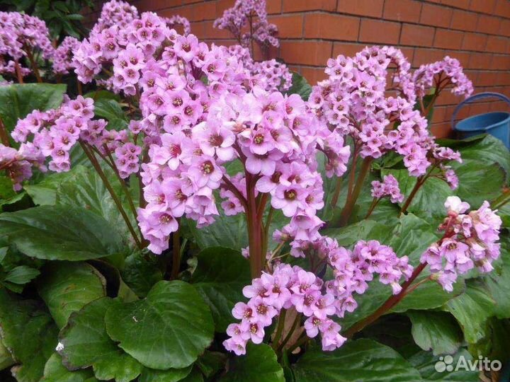 Чабрец тимьян