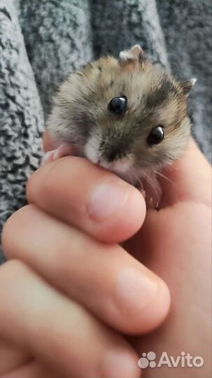 Джунгарский хомяк мальчик