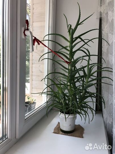 Алоэ лечебный 5 лет