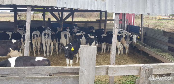 Телята, Бычки