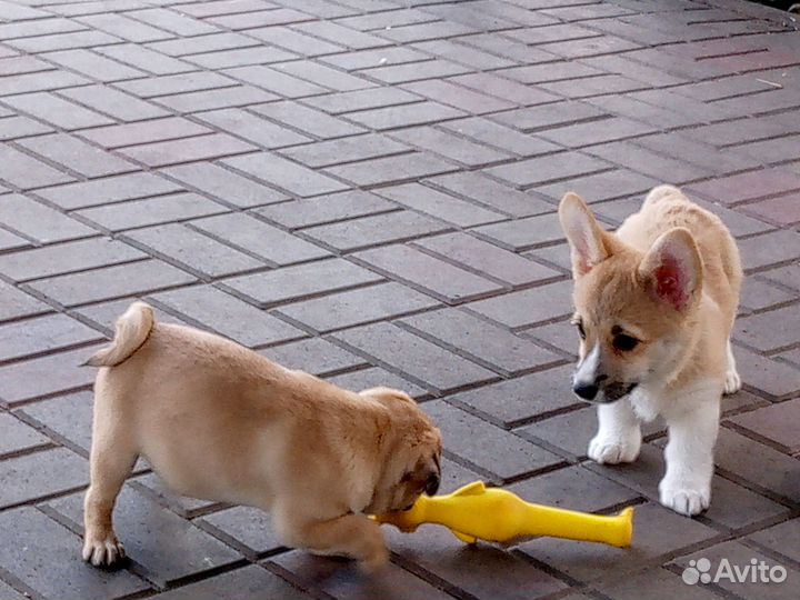 Девочка Коржик РКФ