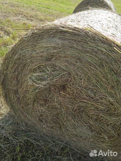 Сено Доставка только Опт