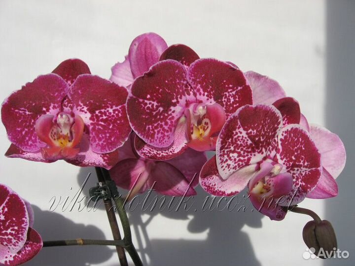 Орхидея фаленопсис Супер Бьютифул /Super Beautiful