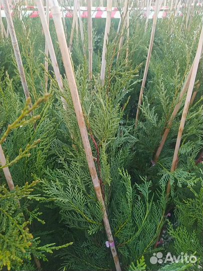 Кипарисовик лейланда