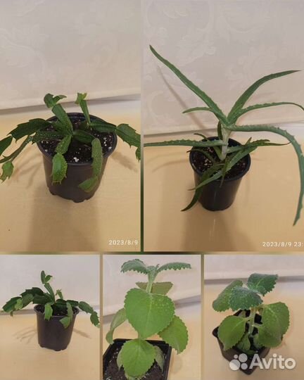 Цветы для дома