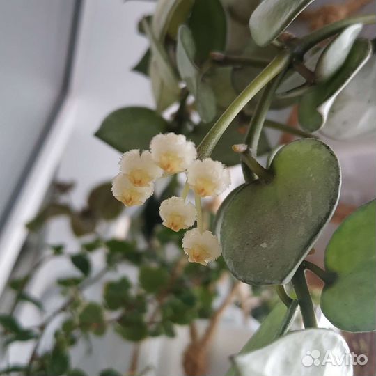 Хойя лакуноза Эскимо Сплэш