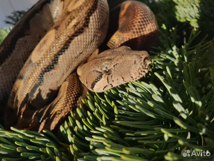 Змеи для фотосессии