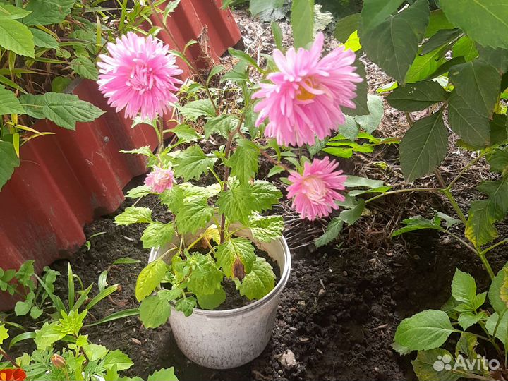 Рассада цветов астры, бархатцы