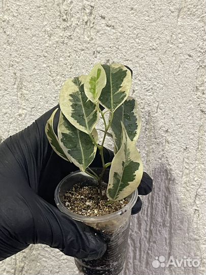 Фикус де Гантель Бенджамина