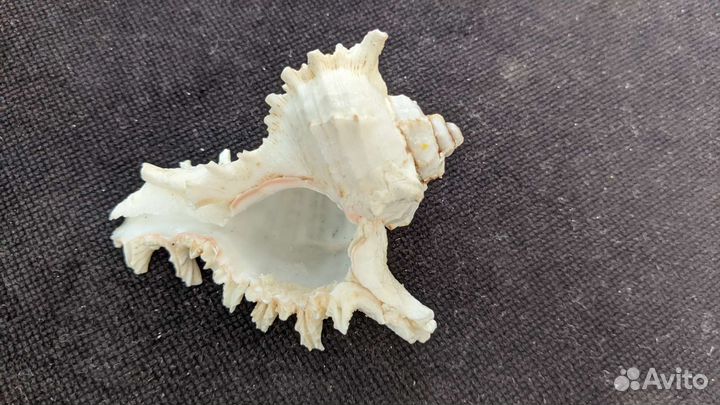 Ламбис миллипеда ракушка морская