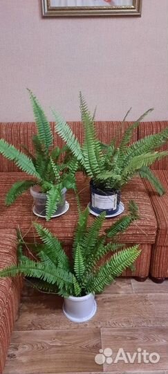 Комнатные растения папоротник