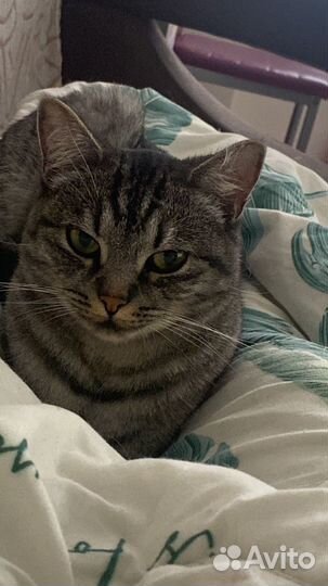 Отдам кошечку в добрые руки