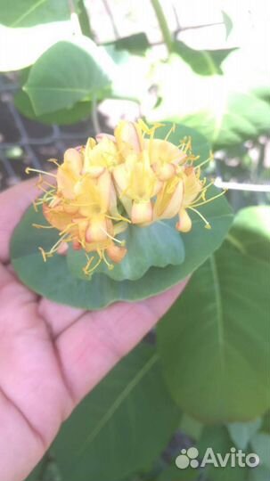 Ежемалина гибридная саженцы