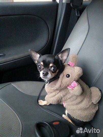 Передержка, дрессировка, ветуслуги, зоотакси