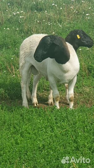 Дорпер на племя