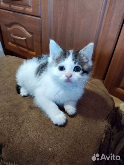 Котенок в добрые руки