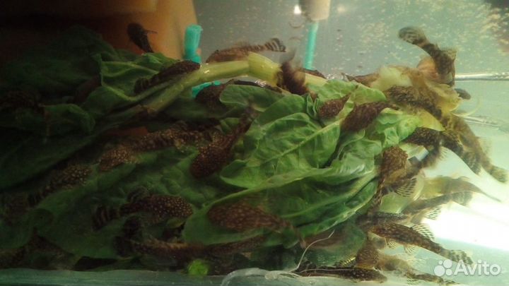 Аквариумные жители