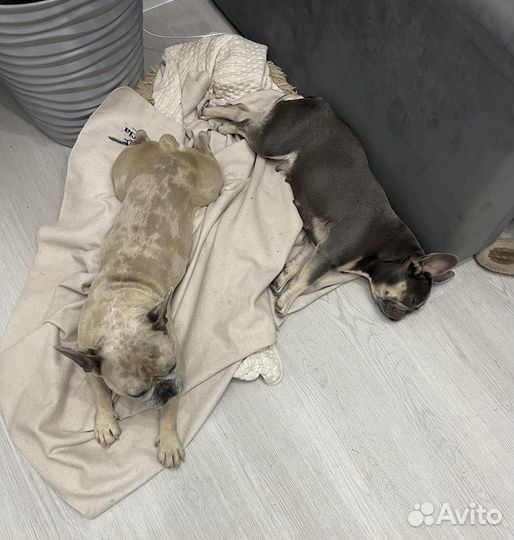 Вязка французуий бульдог