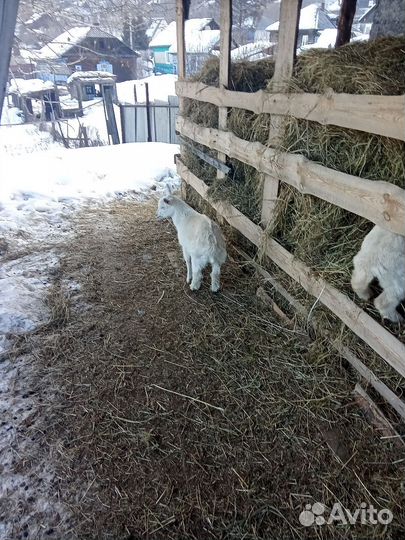 Продам козла 1,2 года и козлят,козочек 2 месяца
