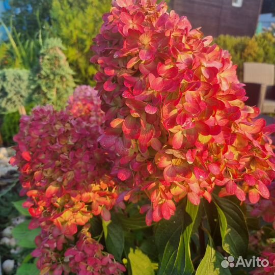 Гортензия метельчатая