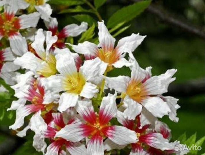 Чекалкин орех