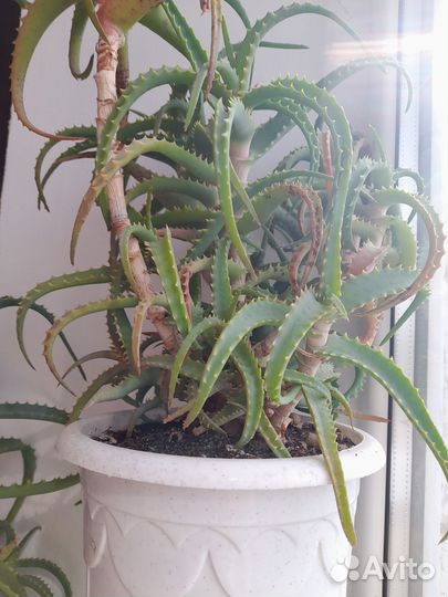 Алоэ столетник