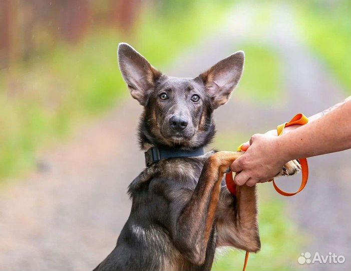 Щенок мальчик 7 месяцев