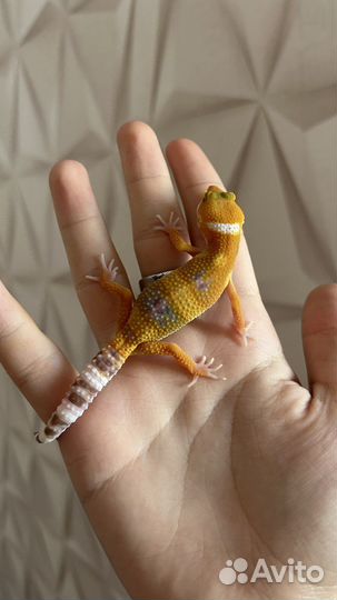 Геккон эублефар