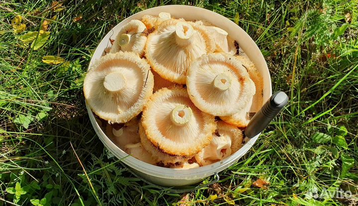 Груздь сырой (настоящий)