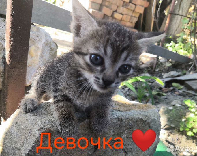 Котята в добрые руки