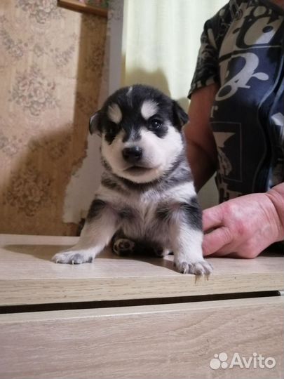 Щенки помесь с хаски