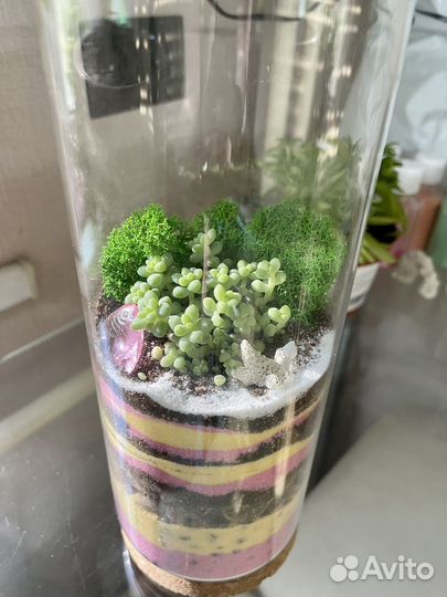 Флорариум. Суккулеты. Цветы. Букет