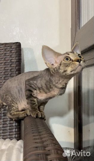 Девон-рекс котенок мальчик