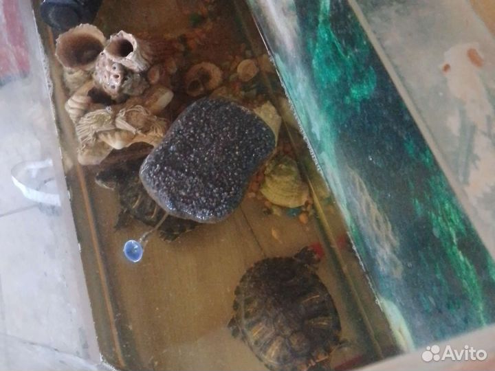 Красноухая черепаха с аквариумом