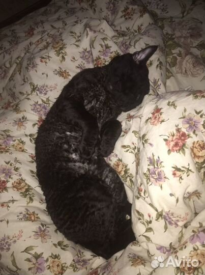 Девон-рекс вязка