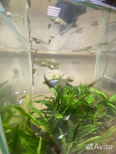 Гуппи эндлера